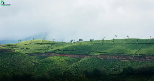 Wayanad honeymoon places